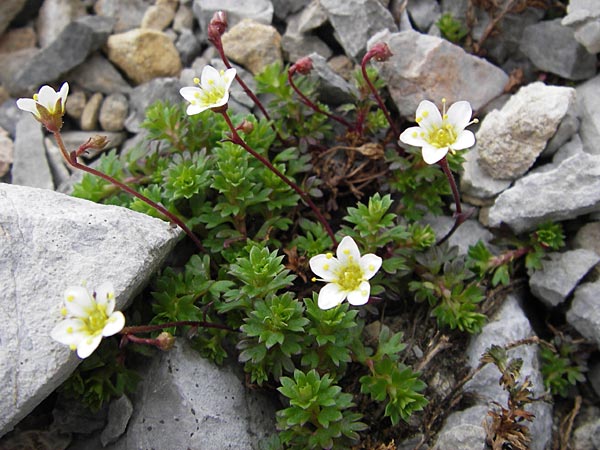 Saxifraga praetermissa \ Vernachl&auml;ssigter Steinbrech / Neglected Saxifrage, E Picos de Europa, Fuente De 14.8.2012