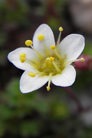 Saxifraga praetermissa \ Vernachl&auml;ssigter Steinbrech / Neglected Saxifrage, E Picos de Europa, Fuente De 14.8.2012