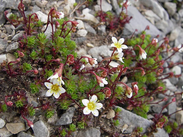 Saxifraga praetermissa \ Vernachl&auml;ssigter Steinbrech / Neglected Saxifrage, E Picos de Europa, Fuente De 14.8.2012