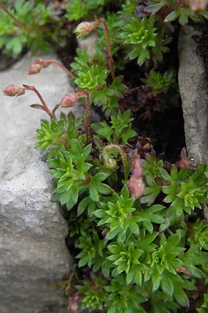 Saxifraga praetermissa \ Vernachl&auml;ssigter Steinbrech / Neglected Saxifrage, E Picos de Europa, Fuente De 14.8.2012