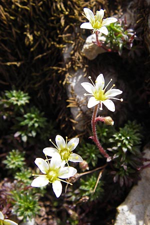 Saxifraga praetermissa \ Vernachl&auml;ssigter Steinbrech / Neglected Saxifrage, E Picos de Europa, Fuente De 14.8.2012