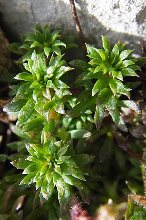Saxifraga praetermissa \ Vernachl&auml;ssigter Steinbrech / Neglected Saxifrage, E Picos de Europa, Fuente De 14.8.2012
