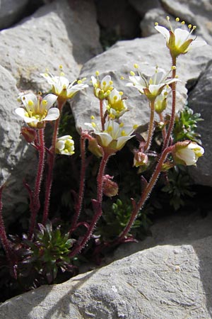 Saxifraga praetermissa \ Vernachl&auml;ssigter Steinbrech / Neglected Saxifrage, E Picos de Europa, Fuente De 14.8.2012