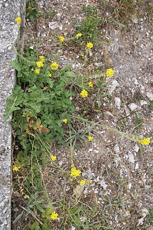 Sisymbrium austriacum subsp. chrysanthum \ Pyren&auml;en-Rauke / Pyrenean Rocket, E Picos de Europa, Carre�a 11.8.2012