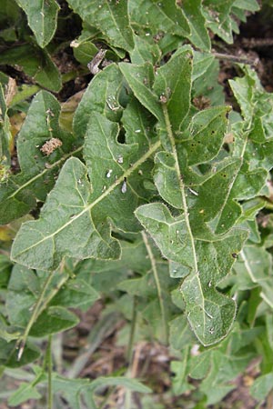 Sisymbrium austriacum subsp. chrysanthum \ Pyren&auml;en-Rauke / Pyrenean Rocket, E Picos de Europa, Carre�a 11.8.2012