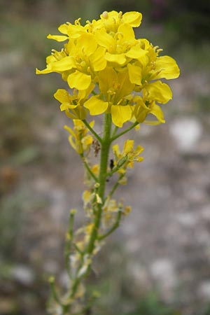 Sisymbrium austriacum subsp. chrysanthum \ Pyren&auml;en-Rauke / Pyrenean Rocket, E Picos de Europa, Carre�a 11.8.2012
