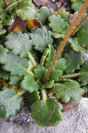 Saxifraga cuneifolia \ Keilblttriger Steinbrech / Lesser London Pride, E Picos de Europa, Fuente De 14.8.2012