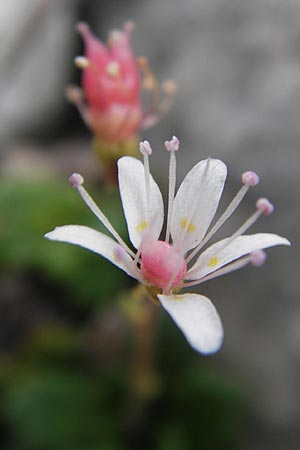 Saxifraga cuneifolia \ Keilblttriger Steinbrech / Lesser London Pride, E Picos de Europa, Fuente De 14.8.2012