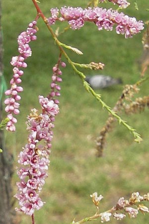 Tamarix gallica ? \ Franzsische Tamariske / French Tamarisk, E San Sebastian 15.8.2011