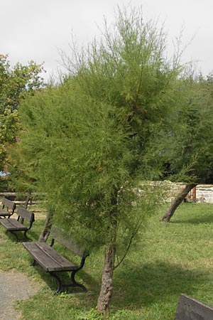 Tamarix gallica ? \ Franzsische Tamariske / French Tamarisk, E San Sebastian 15.8.2011