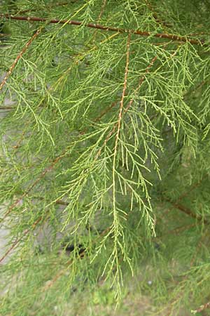 Tamarix gallica ? \ Franzsische Tamariske / French Tamarisk, E San Sebastian 15.8.2011