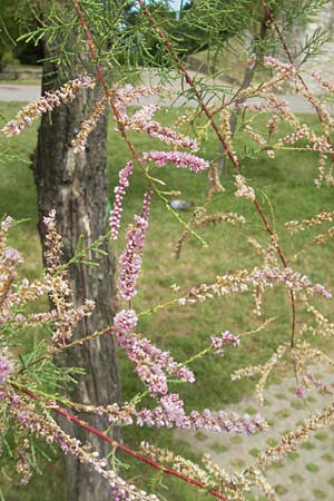Tamarix gallica ? \ Franzsische Tamariske / French Tamarisk, E San Sebastian 15.8.2011