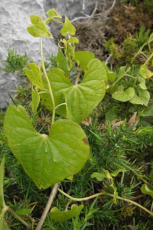 Dioscorea communis \ Schmerwurz / Black Bryony, E Asturien/Asturia Ribadesella 10.8.2012
