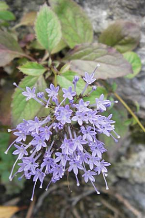 Trachelium caeruleum \ Blaues Halskraut / Blue Throatwort, E Lekeitio 6.8.2012