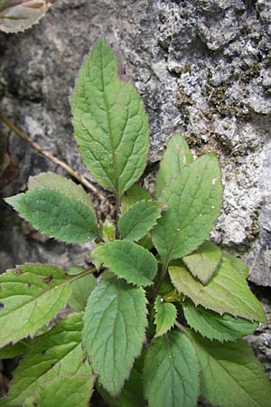 Trachelium caeruleum \ Blaues Halskraut / Blue Throatwort, E Lekeitio 6.8.2012