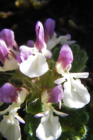 Teucrium pyrenaicum subsp. pyrenaicum \ Pyrenen-Gamander / Pyrenean Germander, E Picos de Europa, Covadonga 7.8.2012