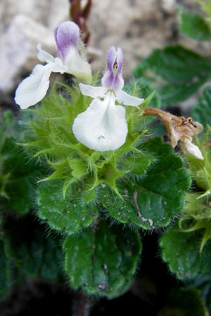 Teucrium pyrenaicum subsp. pyrenaicum \ Pyrenen-Gamander / Pyrenean Germander, E Picos de Europa, Carrea 11.8.2012