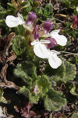 Teucrium pyrenaicum subsp. pyrenaicum \ Pyrenen-Gamander / Pyrenean Germander, E Picos de Europa, Fuente De 14.8.2012