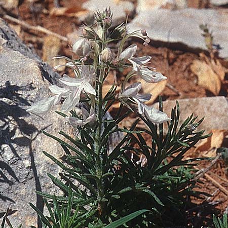 Teucrium pseudochamaepitys \ Schmalblttriger Gamander / Ground-Pine Germander, E Prov.  Alicante, Xabia 27.3.2001