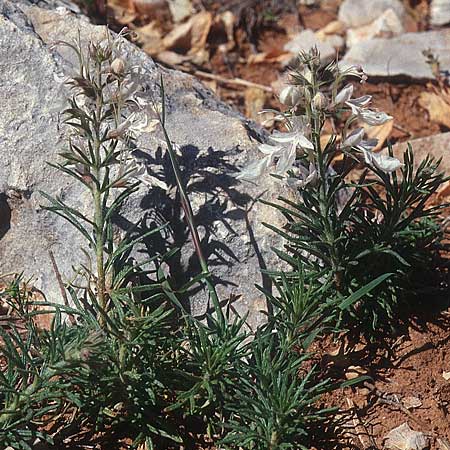 Teucrium pseudochamaepitys \ Schmalblttriger Gamander / Ground-Pine Germander, E Prov.  Alicante, Xabia 27.3.2001