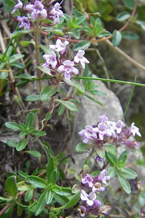 Thymus praecox \ Frhblhender Thymian, Kriech-Quendel / Mother of Thyme, E Pyrenäen/Pyrenees, Ordesa 23.8.2011
