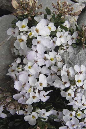 Iberis spathulata \ Niedrige Schleifenblume / Spoon-Leaved Candytuft, E Picos de Europa, Fuente De 14.8.2012