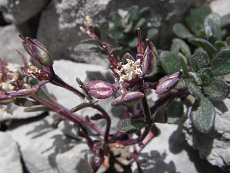 Iberis spathulata \ Niedrige Schleifenblume / Spoon-Leaved Candytuft, E Picos de Europa, Fuente De 14.8.2012