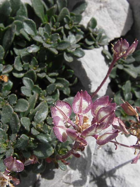 Iberis spathulata \ Niedrige Schleifenblume / Spoon-Leaved Candytuft, E Picos de Europa, Fuente De 14.8.2012