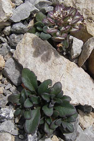 Iberis spathulata \ Niedrige Schleifenblume / Spoon-Leaved Candytuft, E Picos de Europa, Fuente De 14.8.2012