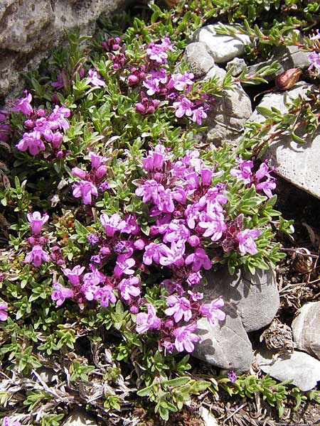 Thymus nervosus \ Pyrenen-Thymian / Pyrenean Thyme, E Picos de Europa, Fuente De 14.8.2012