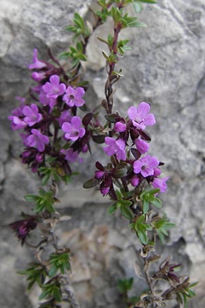 Thymus nervosus \ Pyrenen-Thymian / Pyrenean Thyme, E Picos de Europa, Fuente De 14.8.2012