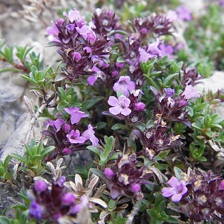 Thymus nervosus \ Pyrenen-Thymian / Pyrenean Thyme, E Picos de Europa, Fuente De 14.8.2012