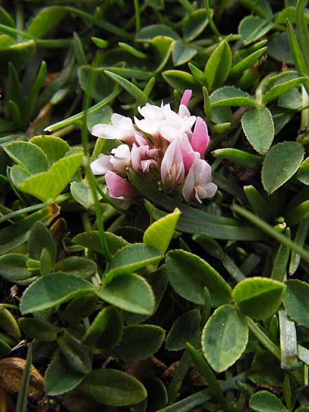 Trifolium thalii \ Rasiger Klee, Alm-Klee / Thal's Clover, E Picos de Europa, Fuente De 14.8.2012