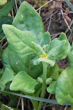 Tetragonia tetragonoides \ Neuseeland-Spinat / New Zealand Spinach, Warrigal Greens, E Lekeitio 6.8.2012