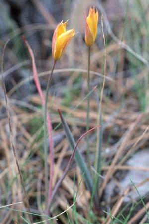 Tulipa sylvestris subsp. australis \ S&uuml;dliche Wild-Tulpe / Wild Tulip, E Albarracin 26.5.1990