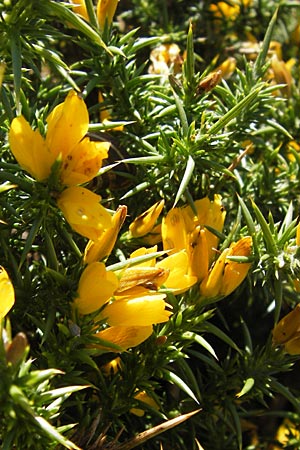Ulex gallii \ Westlicher Stechginster, E Picos de Europa, Covadonga 7.8.2012