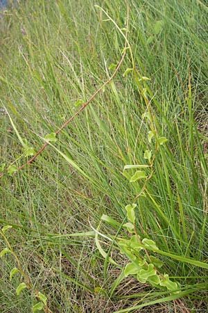 Ipomoea imperati \ Strand-Prunk-Winde / Beach Morning Glory, E Asturien/Asturia Llanes 12.8.2012