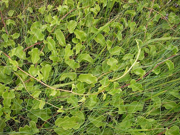 Ipomoea imperati \ Strand-Prunk-Winde / Beach Morning Glory, E Asturien/Asturia Llanes 12.8.2012
