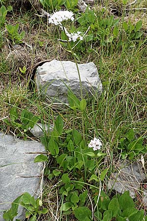 Valeriana montana \ Berg-Baldrian / Mountain Valerian, E Pyrenäen/Pyrenees, Prat de Cadi 6.8.2018