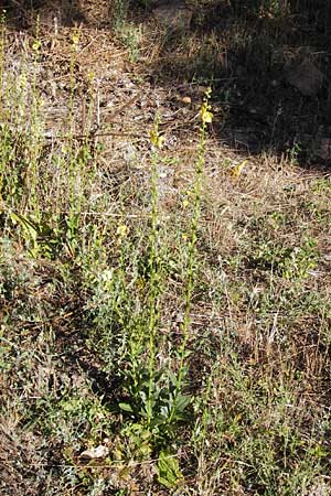 Verbascum blattaria ? \ Schabenkraut-Knigskerze, Schaben-Knigskerze / Moth Mullein, E Picos de Europa, Potes 16.8.2012
