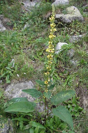 Verbascum chaixii \ Franz�sische K�nigskerze / Nettle-Leaved Mullein, E Pyren&auml;en/Pyrenees, Caldes de Boi 16.8.2006