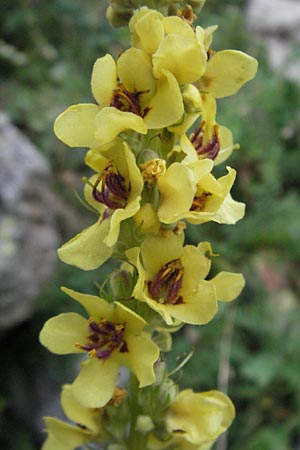 Verbascum chaixii \ Franz�sische K�nigskerze / Nettle-Leaved Mullein, E Pyren&auml;en/Pyrenees, Caldes de Boi 16.8.2006