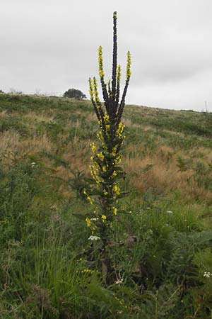 Verbascum densiflorum \ Grobltige Knigskerze / Dense-flowered Mullein, E Zarautz 18.8.2011