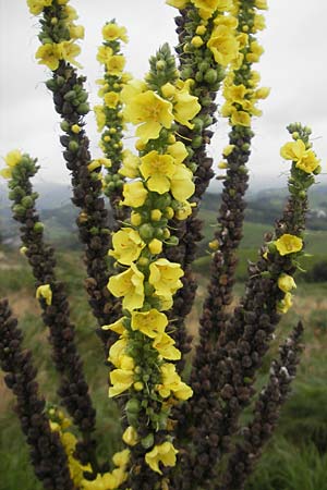 Verbascum densiflorum \ Grobltige Knigskerze / Dense-flowered Mullein, E Zarautz 18.8.2011