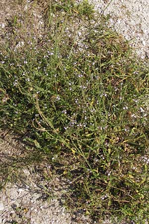 Verbena officinalis \ Gewhnliches Eisenkraut / Vervain, E Picos de Europa, Carrea 11.8.2012