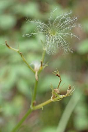 Valeriana montana \ Berg-Baldrian / Mountain Valerian, E Pyrenäen/Pyrenees, Prat de Cadi 6.8.2018