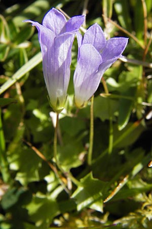 Wahlenbergia hederacea \ Efeu-Moorglckchen / Ivy-Leaved Bellflower, E Picos de Europa, Covadonga 7.8.2012