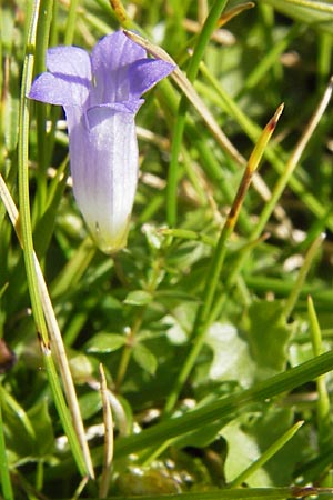 Wahlenbergia hederacea \ Efeu-Moorglckchen / Ivy-Leaved Bellflower, E Picos de Europa, Covadonga 7.8.2012