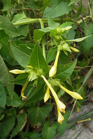 Mirabilis jalapa \ Wunderblume / Marvel of Peru, E Zumaia 16.8.2011
