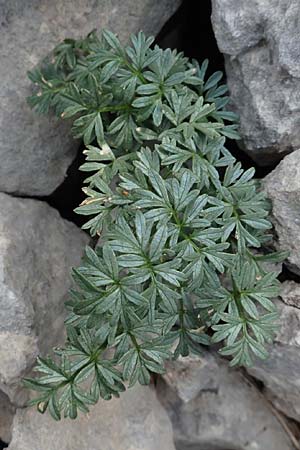 Xatardia scabra \ Xatardie / Xatardia, E Pyren&auml;en/Pyrenees, Prat de Cadi 6.8.2018